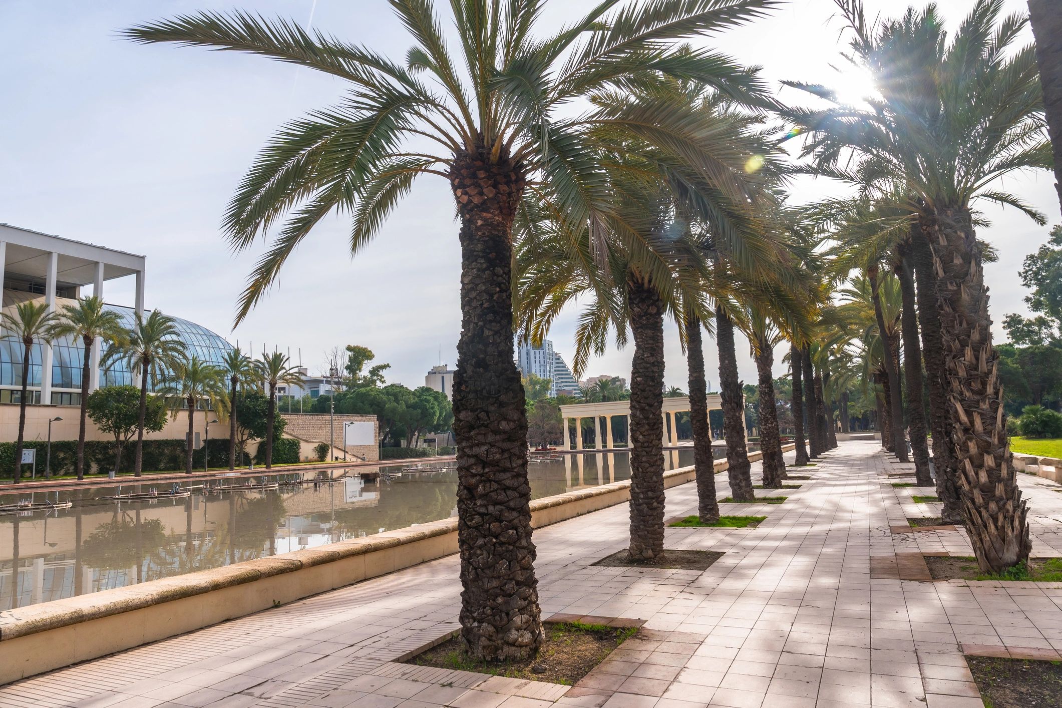 Palm-lined walking path in Turia Gardens, Valencia